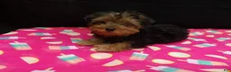 Yorkshire Terrier dogs for sale: Summer - Ad 1