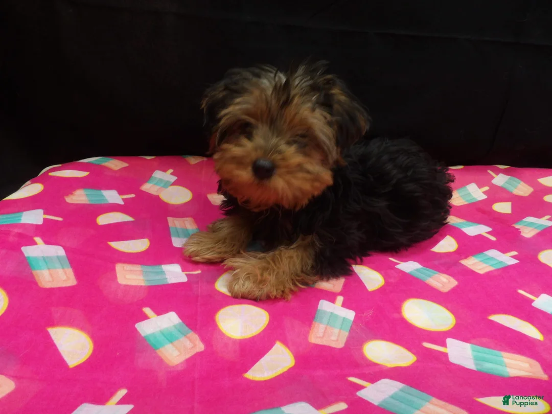 Yorkshire Terrier dogs for sale: Summer - Ad 1