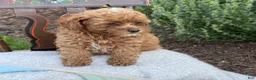 Toy Poodle dogs for sale: Blaze - Ad 15