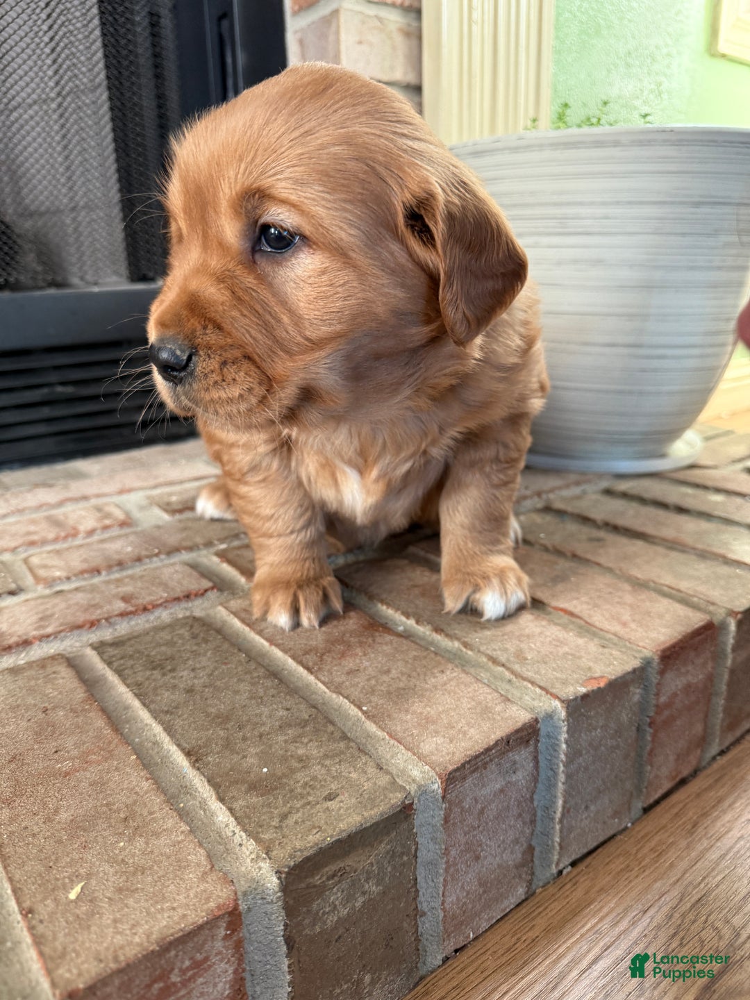 Golden Retriever dogs for sale: Summer - Ad 6