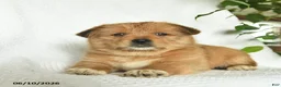 Shiba Inu dogs for sale: Ranger  - Ad 3