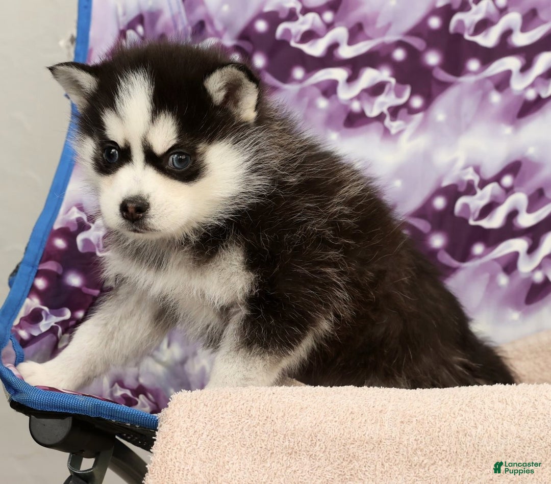 Pomsky dogs for sale: Sampson - Ad 8