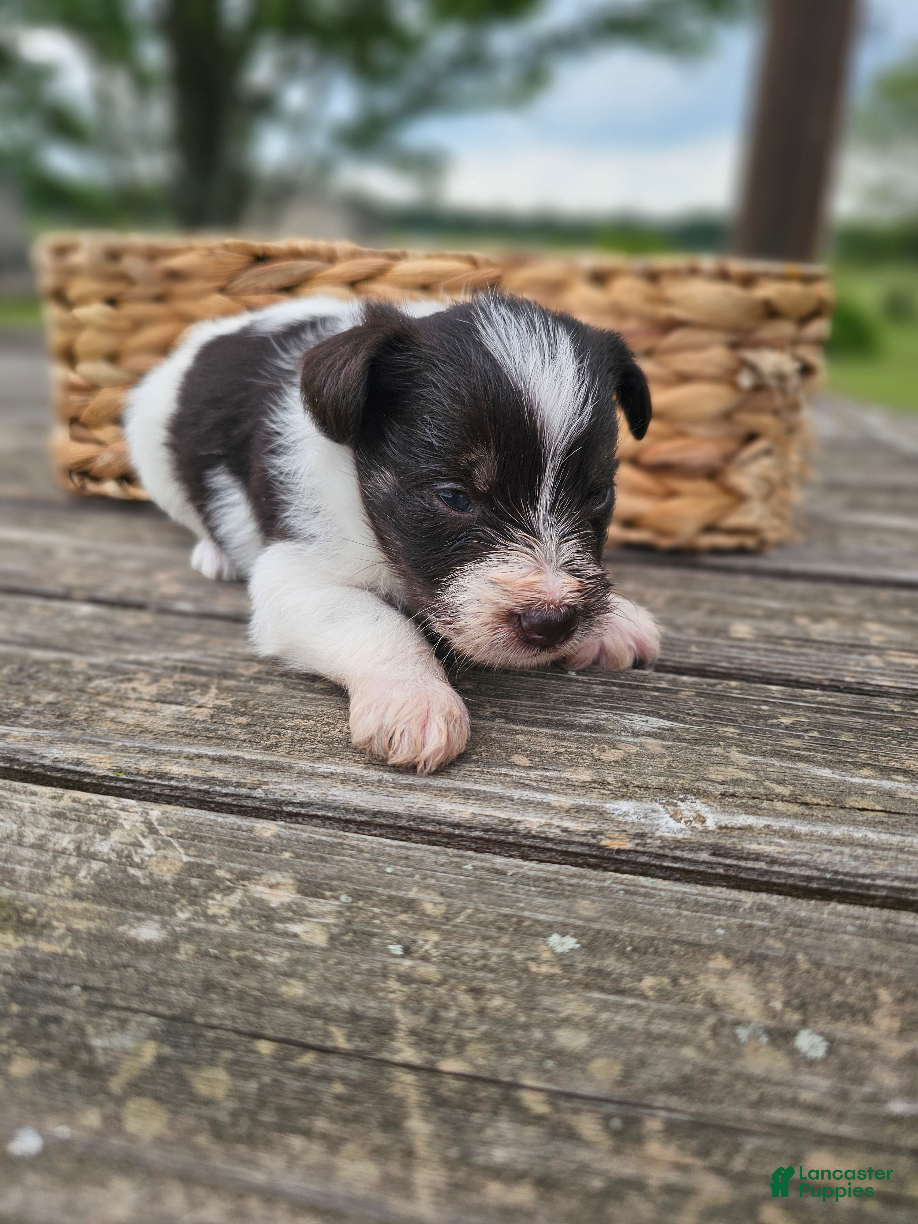 Miniature Schnauzer dogs Miniature Schnauzer 3 - Ad 2