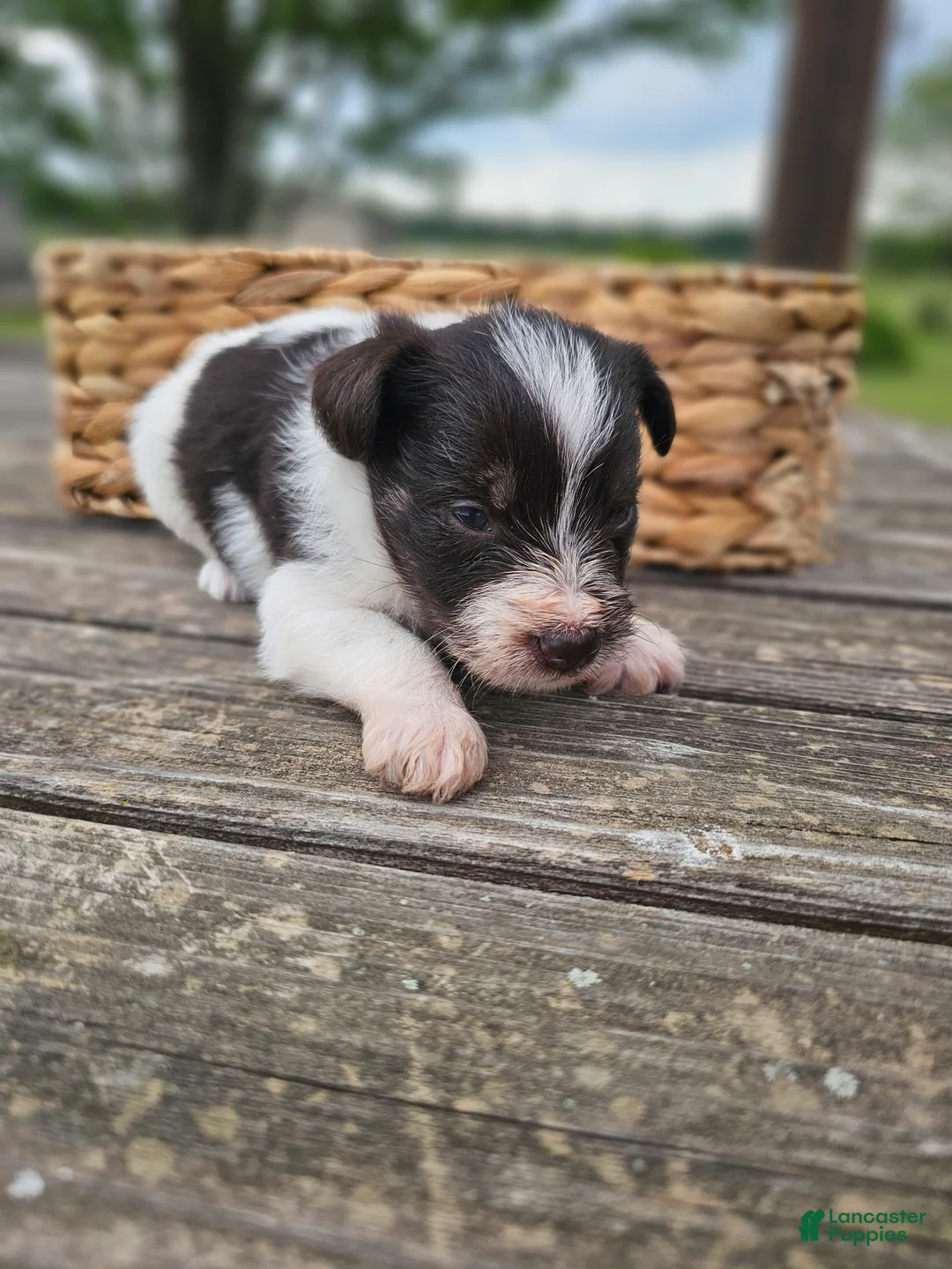 Miniature Schnauzer dogs for sale: Miniature Schnauzer 3 - Ad 2