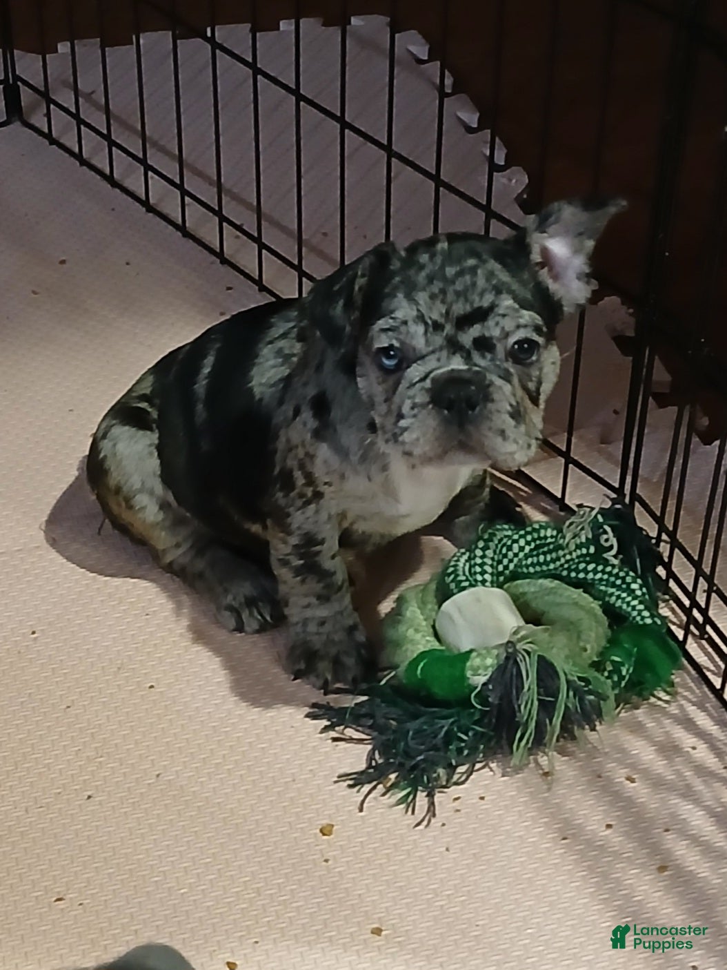 French Bulldog dogs for sale: Luke - Ad 2