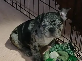 French Bulldog dogs for sale: Luke - Ad 2