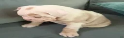 Beabull dogs for sale: Georgie - Ad 5