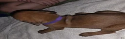 Redbone Coonhound dogs for sale: Redbone Coonhound 4(purple) - Ad 12