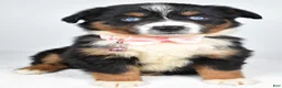 Miniature Australian Shepherd dogs for sale: Olympia - Ad 10