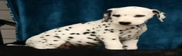 Dalmatian dogs for sale: Riley - Ad 7