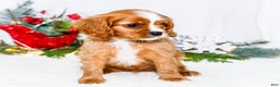 Cavalier King Charles Spaniel dogs for sale: Snowflake - Ad 12