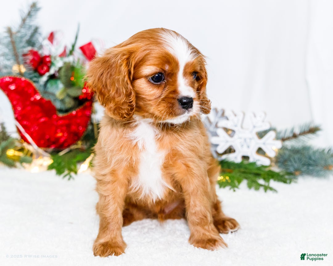 Cavalier King Charles Spaniel dogs for sale: Snowflake - Ad 12