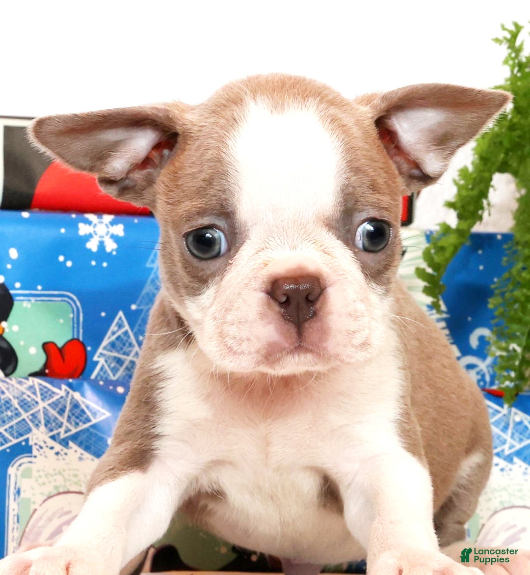 Boston Terrier dogs for sale: Ketchup - Ad 6