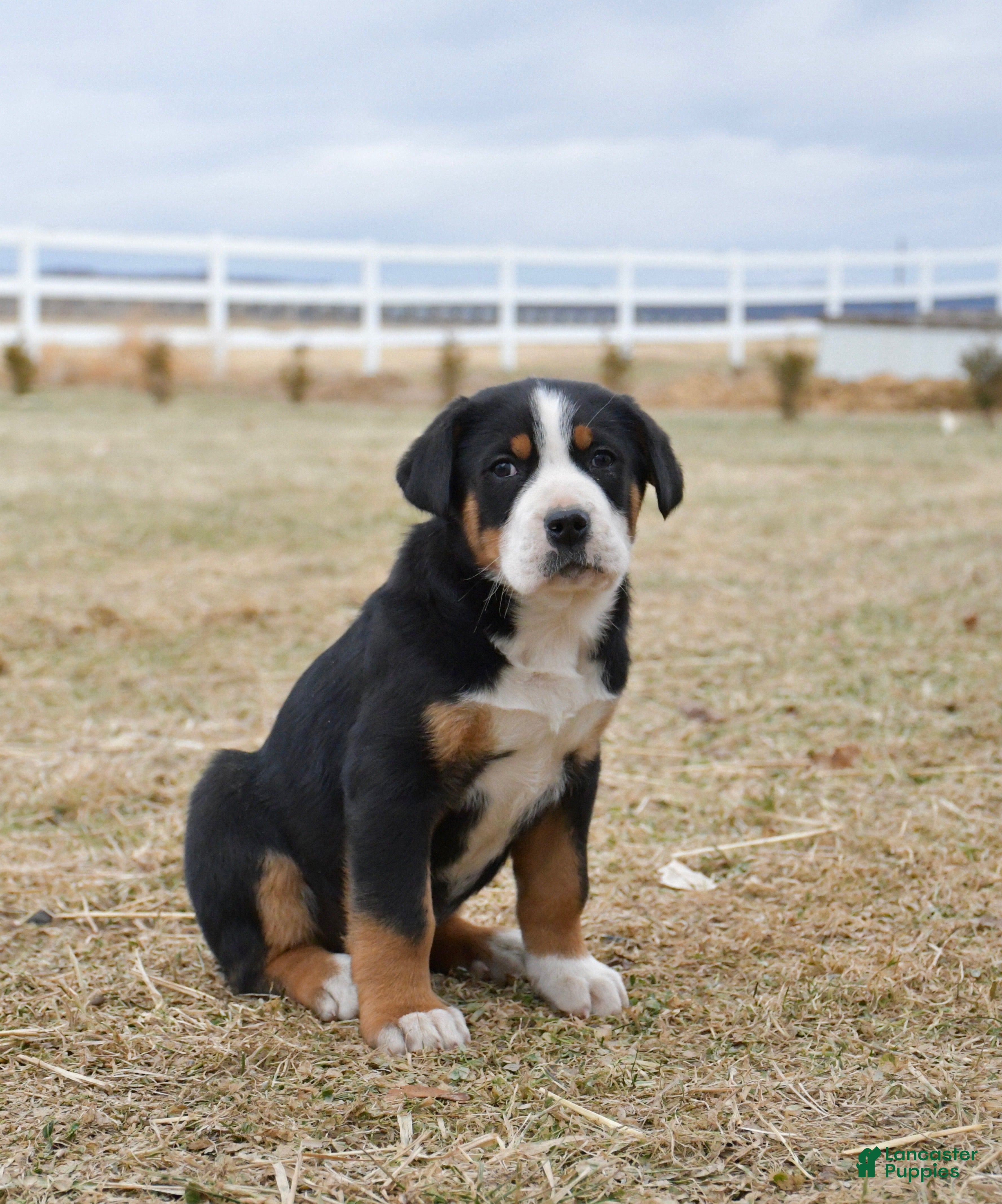 Greater Swiss Mountain Dog dogs Eve - Ad 8