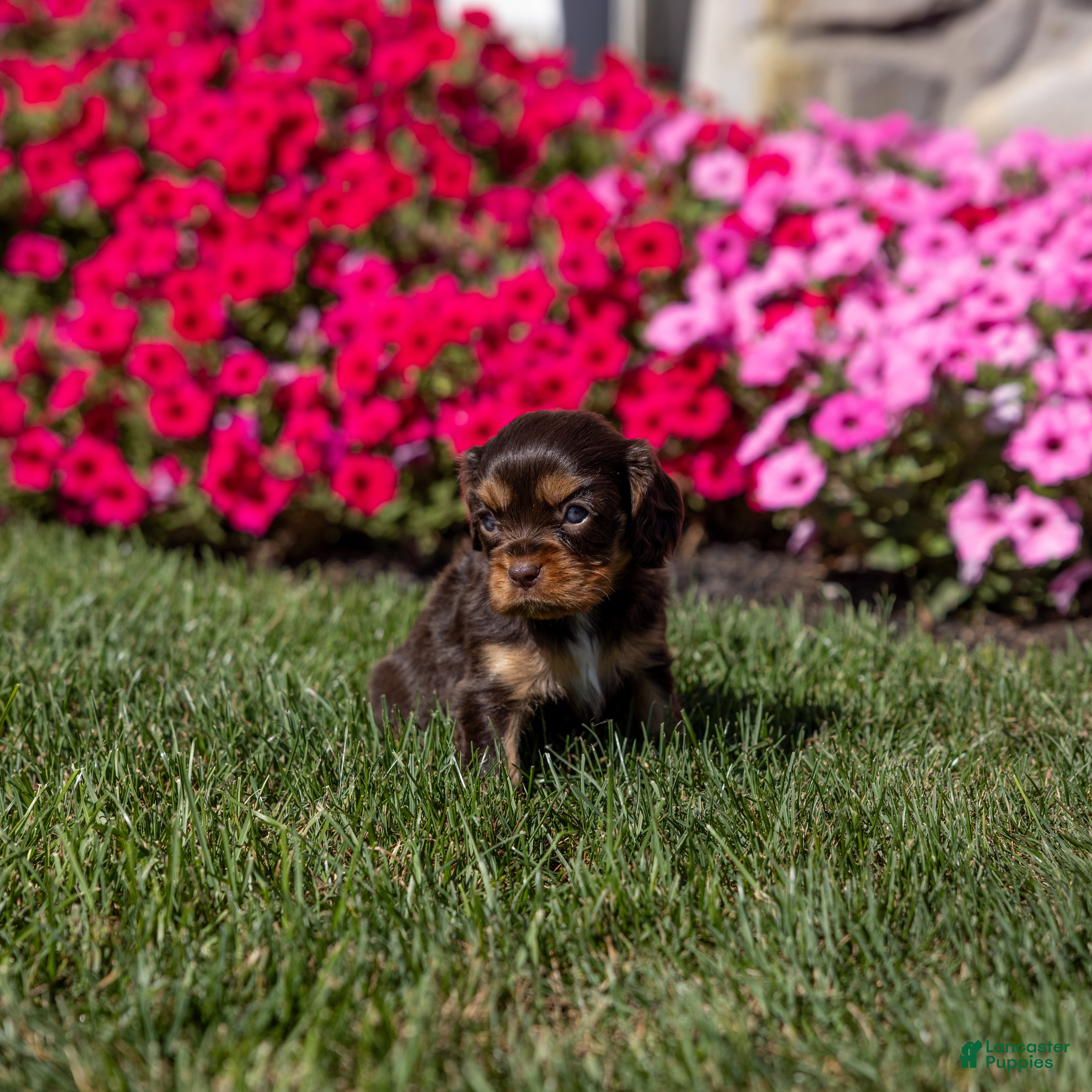 Cavalier King Charles Spaniel dogs Mia - Ad 2