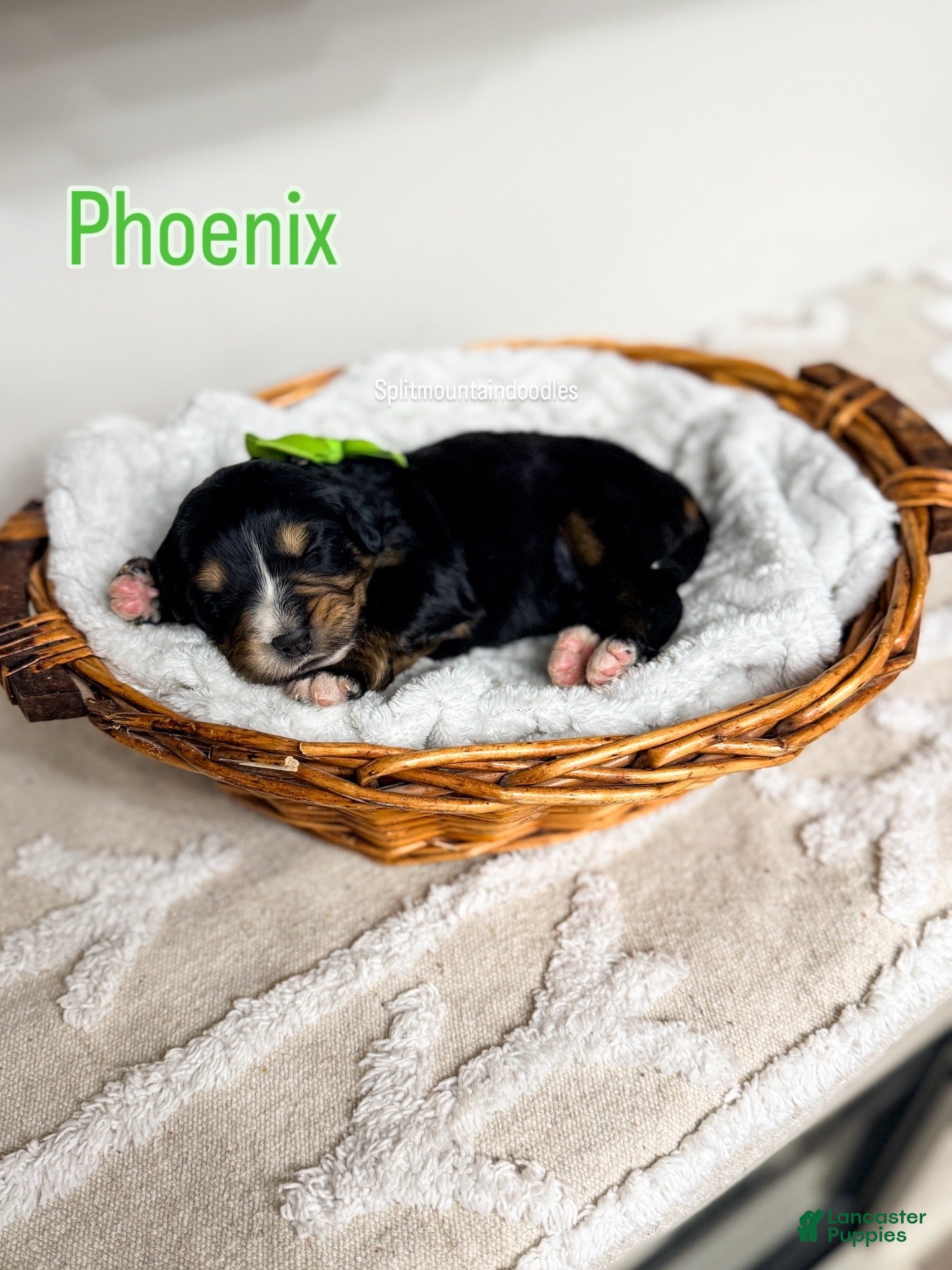 Bernedoodle dogs Phoenix - Ad 16