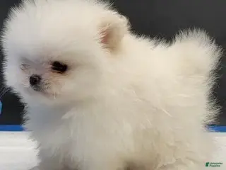 Pomeranian dogs Pomeranian Puppy 1 - Ad 1