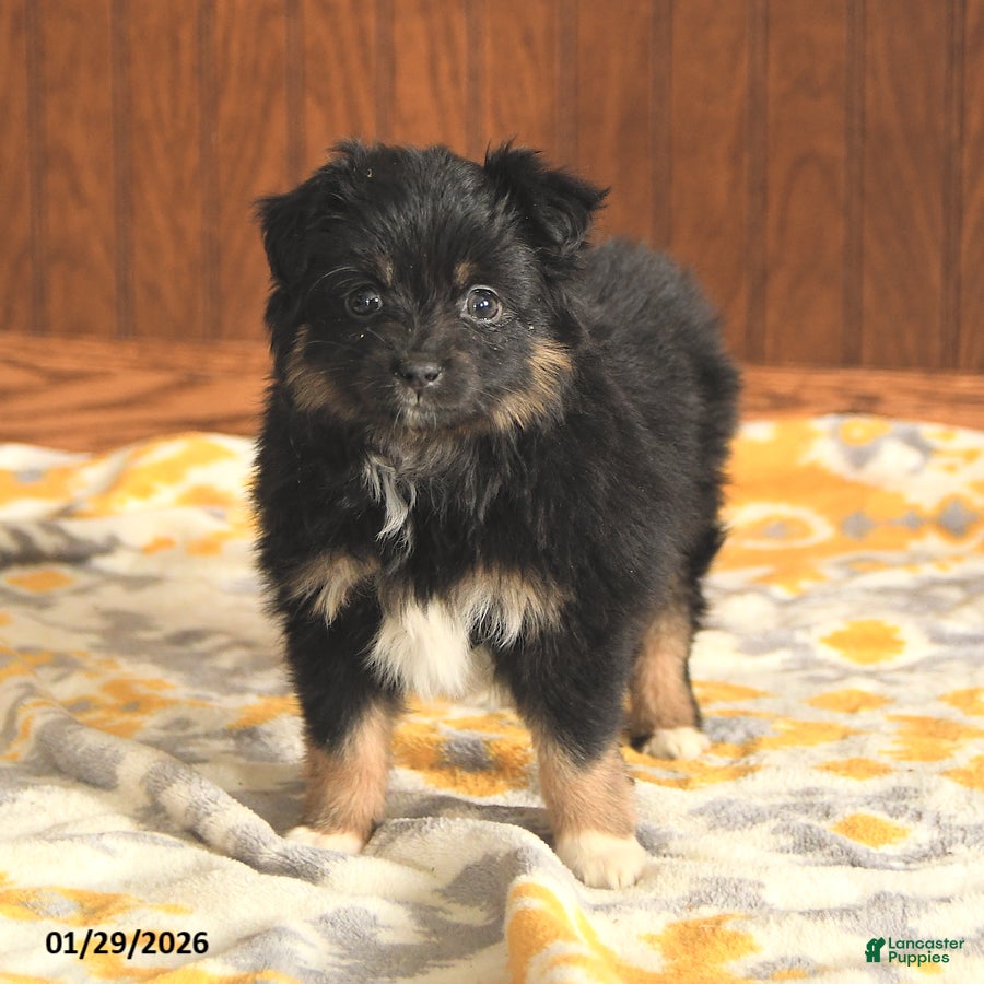 Toy Australian Shepherd dogs Lisa - Ad 10