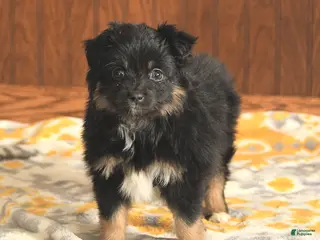 Toy Australian Shepherd dogs Lisa - Ad 10