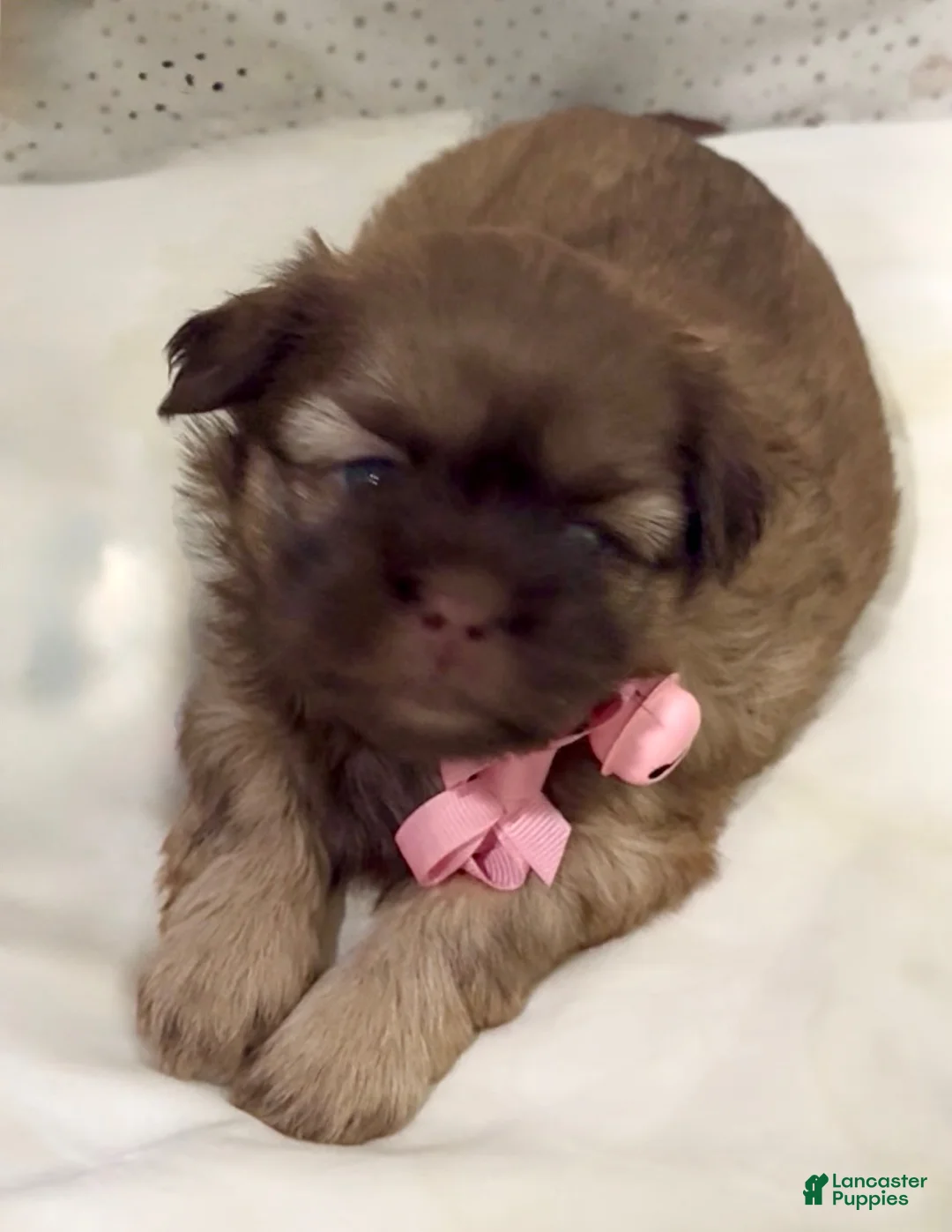 Shih Tzu dogs for sale: Spice Cake - Ad 1