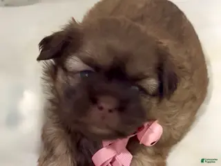 Shih Tzu dogs for sale: Spice Cake - Ad 2