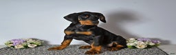 Doberman Pinscher dogs for sale: Doberman Pinscher Puppy 1 - Ad 1