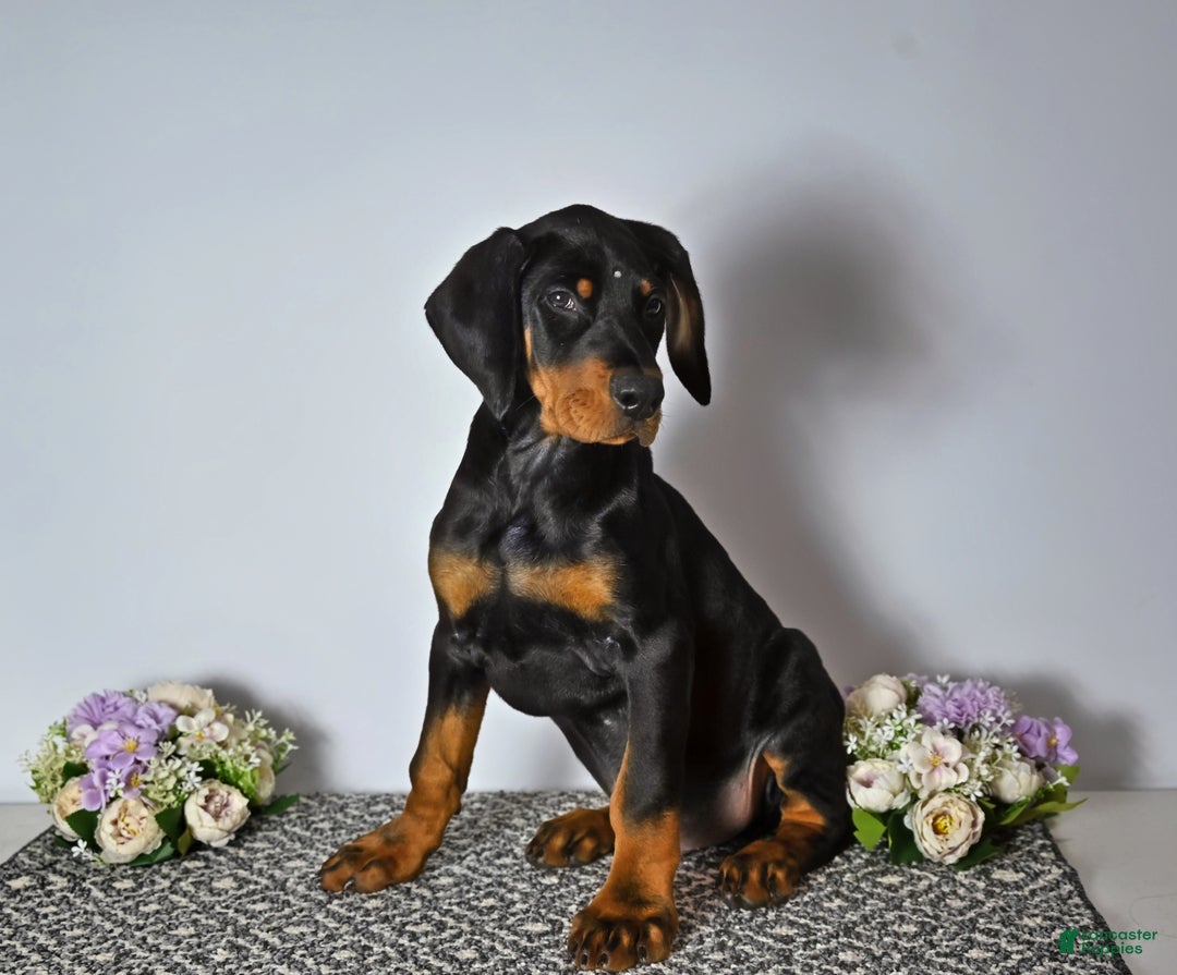 Doberman Pinscher dogs for sale: Doberman Pinscher Puppy 1 - Ad 1