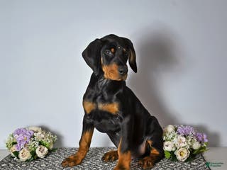 Doberman Pinscher dogs Doberman Pinscher Puppy 1 - Ad 30