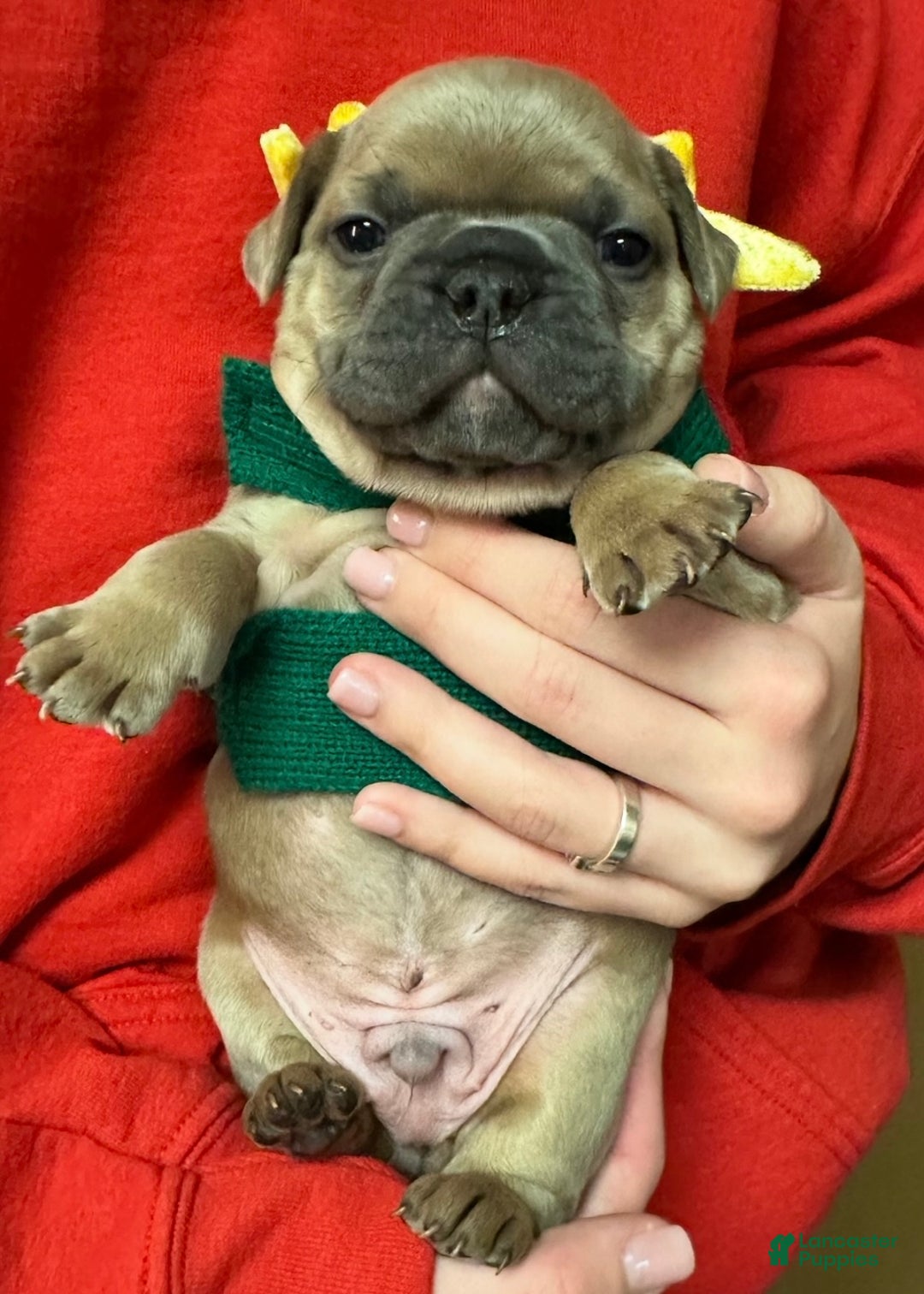 French Bulldog dogs for sale: Walter - Ad 6