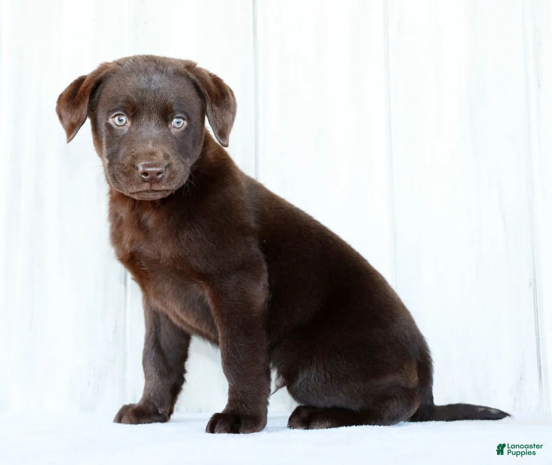 Labrador Retriever dogs for sale: Koda - Ad 3