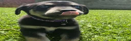 Goberian dogs for sale: Aspen - Ad 2