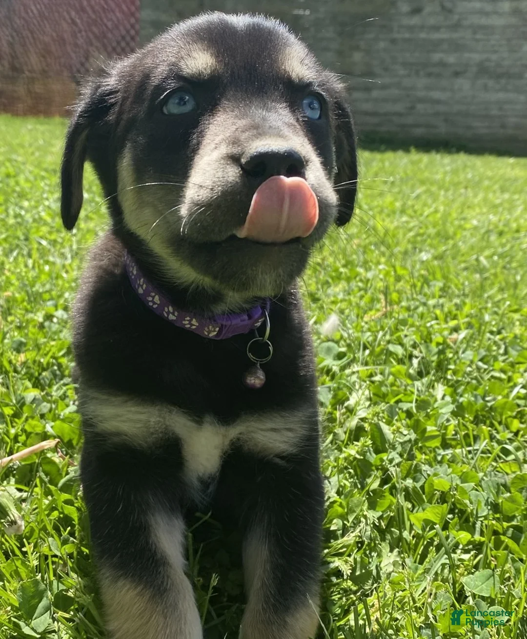 Goberian dogs for sale: Aspen - Ad 2