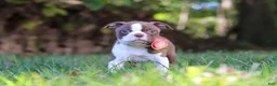 Boston Terrier dogs for sale: Ariana - Ad 7
