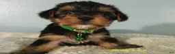 Yorkshire Terrier dogs for sale: Levi-Green - Ad 1