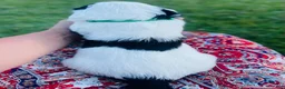 Sheepadoodle dogs for sale: Bandit  - Ad 5