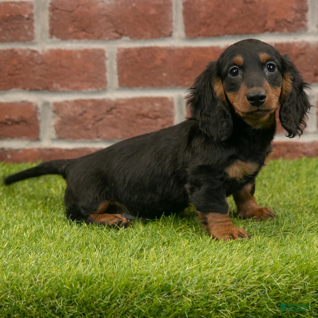 Miniature Dachshund dogs for sale: Harry - Ad 2