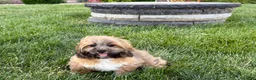 Lhasa Apso dogs for sale: Gloria - Ad 6