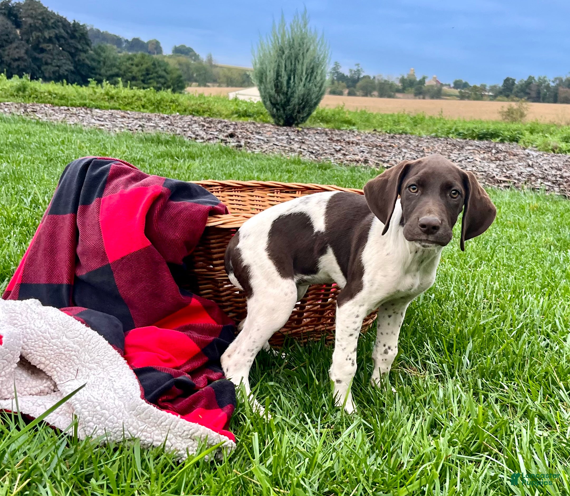 German Shorthaired Pointer