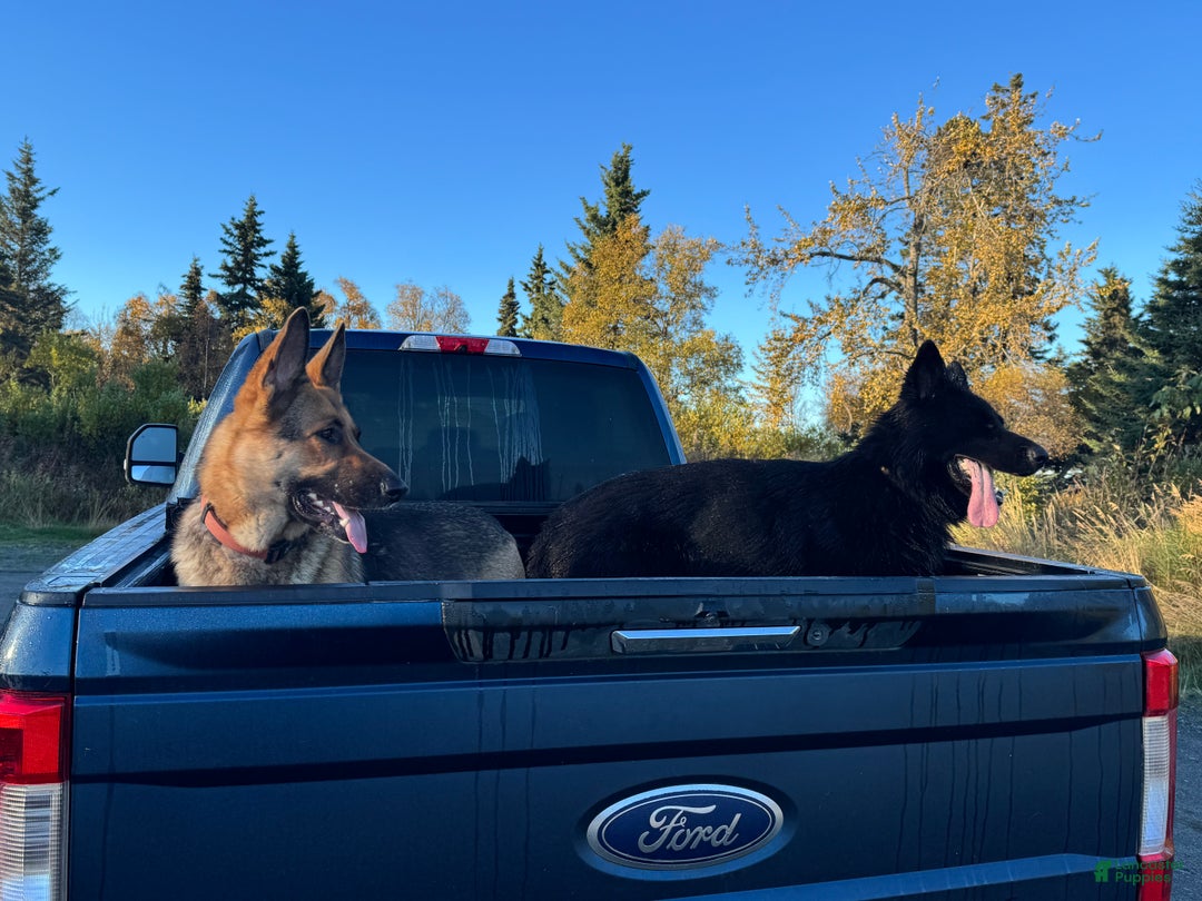 German Shepherd dogs for sale: Summit  - Ad 4