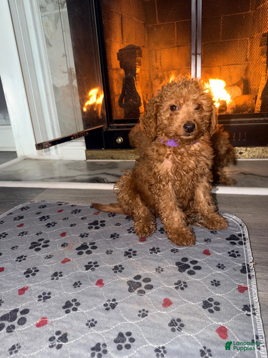 Mini Goldendoodle dogs for sale: Raven - Mini Goldendoodle  - Ad 5
