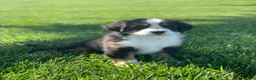 Bernese Mountain Dog dogs for sale: JJ - Ad 7