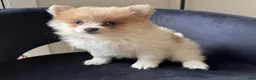 Pomeranian dogs for sale: Shelly - Ad 1