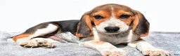 Beagle dogs for sale: Mike - Ad 4