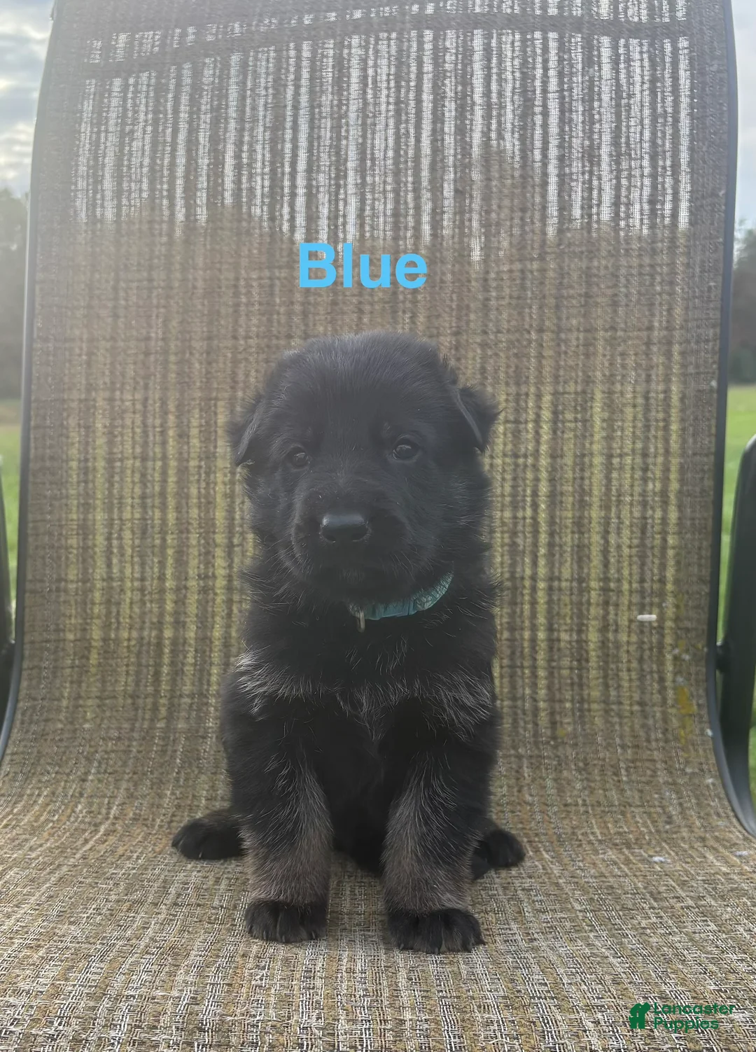German Shepherd dogs for sale: Pink Collar - Ad 6