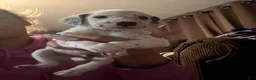 Dalmatian dogs for sale: Dalmatian Puppy 2 - Ad 3