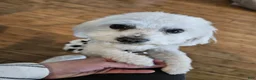 Mixed Breed dogs for sale: N/A - Ad 4