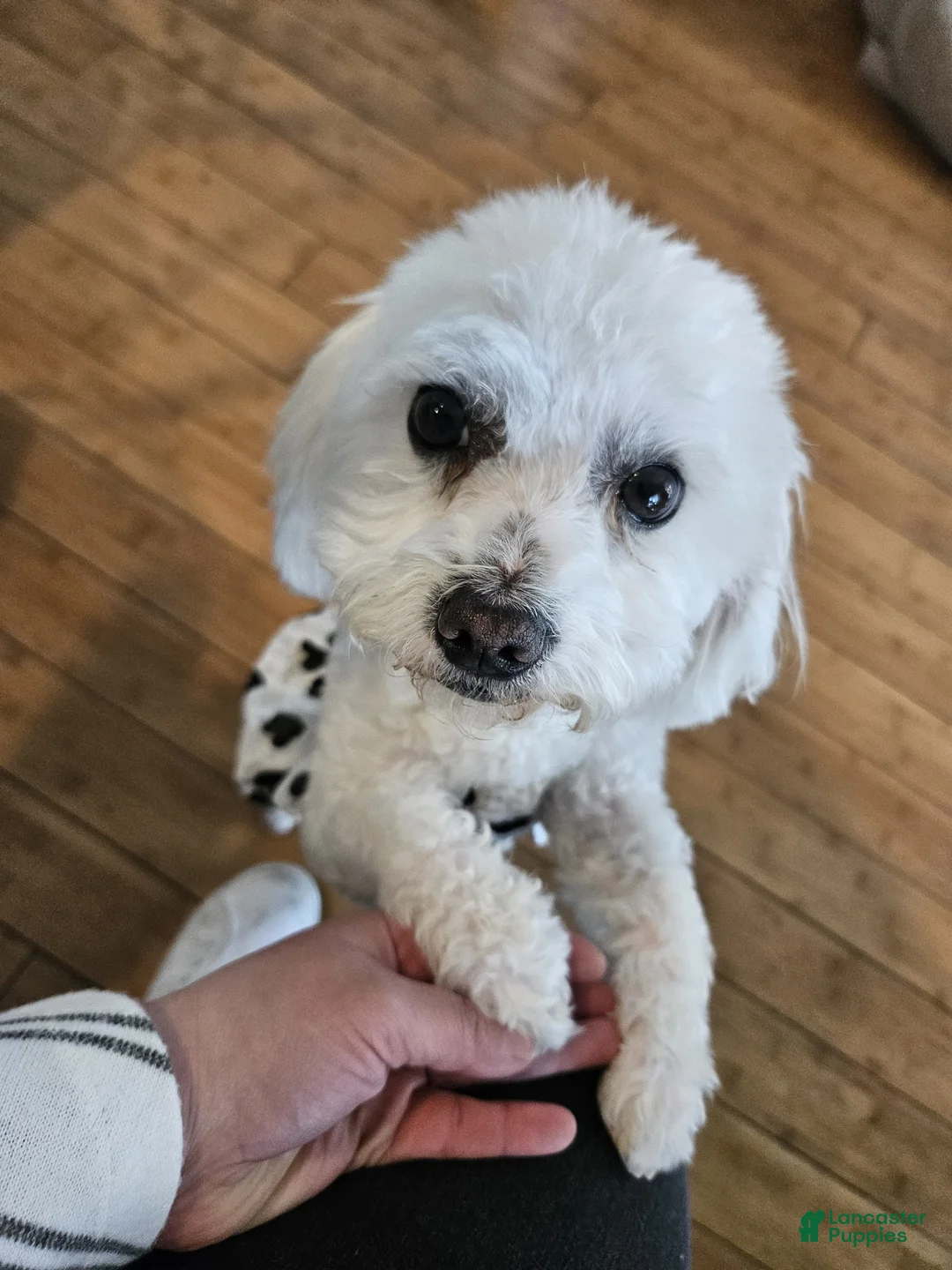 Mixed Breed dogs for sale: N/A - Ad 4