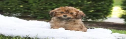 Cavapoo dogs for sale: Rudy - Ad 8