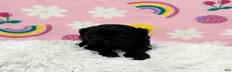Cavapoo dogs for sale: Sophie - Ad 4