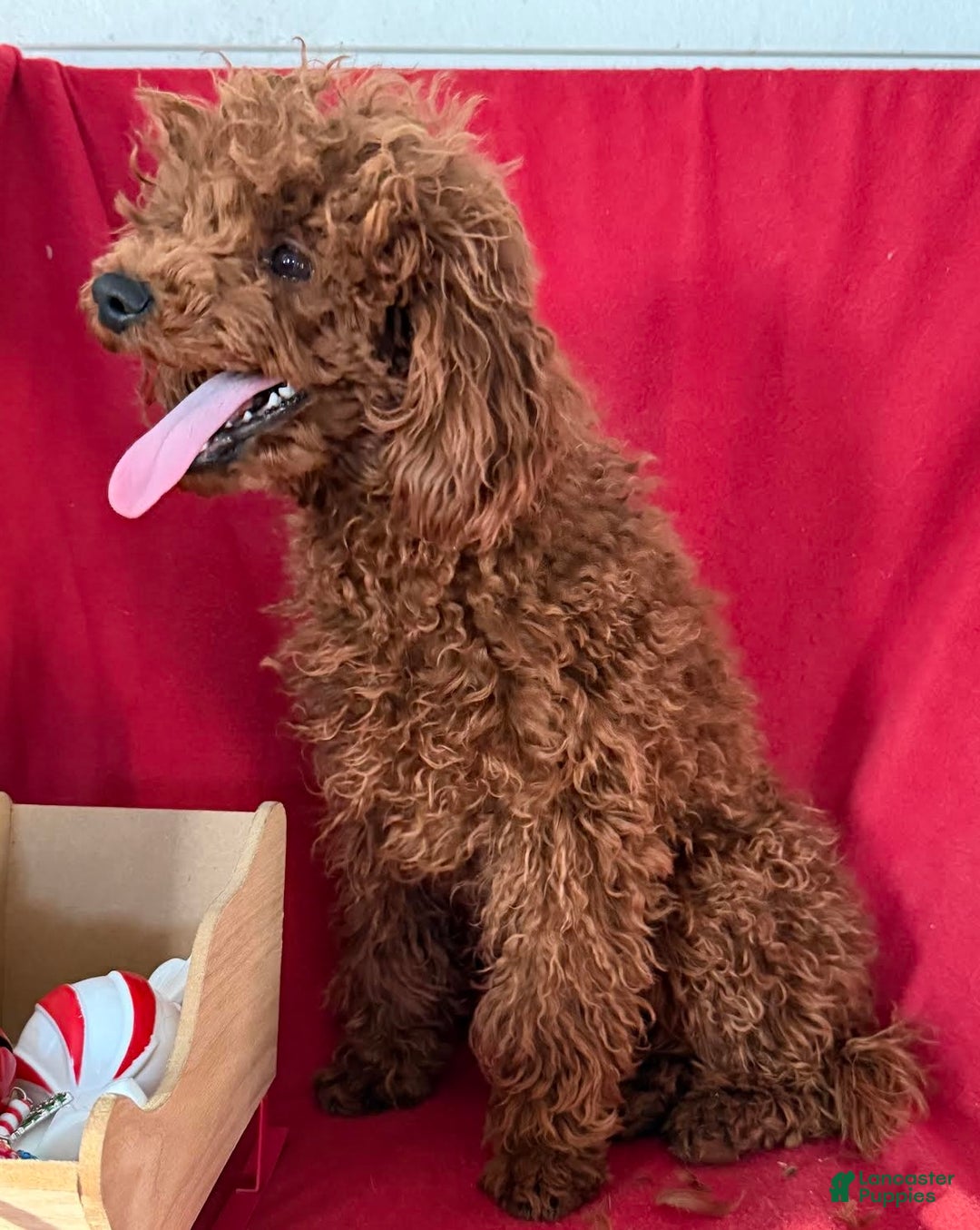 Toy Poodle dogs for sale: Tubby - Ad 2